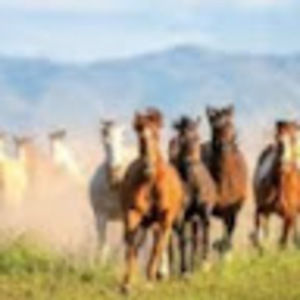 Meet your Posher, Abi